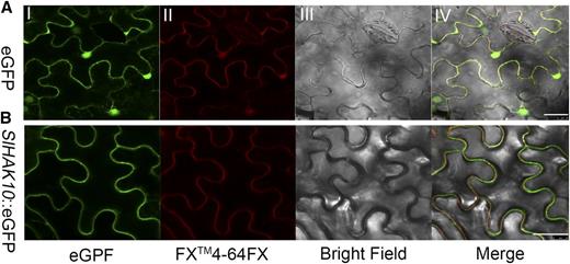 Subcellular localization analysis of SlHAK10. Confocal laser scanning microscopy images show tobacco leaf epidermal cells transiently expressing 35S::eGFP (A) or 35S::SlHAK10-GFP (B). I, Confocal images under GFP channel only. II, FM4-64FX dye-induced red fluorescence showing the position of the plasma membrane. III, Bright field. IV, Merged images of GFP fluorescence (green) and FM4-64FX fluorescence (red). Bars = 50 μm.