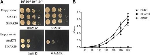 Functional complementation of SlHAK10 for K+ acquisition in the K+ uptake-defective yeast strain R5421. A, Growth status of R5421 cells expressing AtAKT1, empty vector (pYES2), and SlHAK10 on AP medium supplemented with 10, 5, 1, and 0.5 mm KCl. Each transformant was precultured in liquid AP medium containing 100 mm KCl. The 1:10 serial dilutions of yeast cells were spotted on the AP medium and then incubated at 30°C for 6 d. B, Growth kinetic analysis of the yeast R5421 cells expressing AtAKT1, empty vector, and SlHAK10 cultured in liquid AP medium containing 1 mm KCl. Errors bars represent sd of five biological replicates.