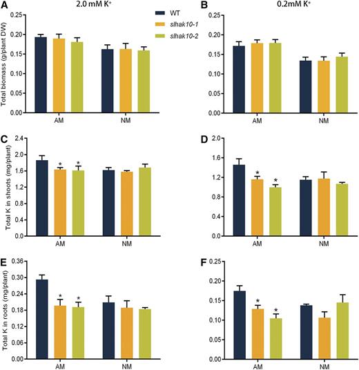 Effects of mutation of SlHAK10 on the total biomass and K+ accumulation in tomato grown under a compartmented culture condition. All the compartments were filled with a 4:1 mixture of sand and low-K+ soil (the soil contains 30.2 mg kg−1 available K and 18.5 mg kg−1 available Pi). Wild-type (WT) and mutant plants were grown in the RFC for AM fungal inoculation. Plants were watered weekly with either high-K+ (2 mm K+) or low-K+ (0.2 mm K+) solution. The total biomass (A and B) and K+ contents in shoots (C and E) and roots (D and F) of the wild-type and mutant plants were determined at 5 weeks postinoculation. AM, Mycorrhizal plants; DW, dry weight; NM, nonmycorrhizal plants. Error bars indicate se (n = 5). The asterisks indicate significant differences (P < 0.05).