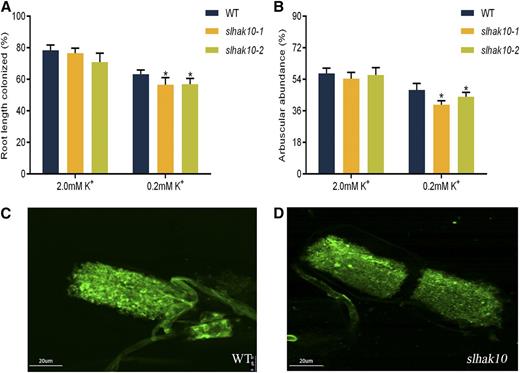 Effects of mutation of SlHAK10 on the AM colonization and arbuscule morphology. Wild-type (WT) and mutant plants were grown in a compartmented culture system. Plants were watered weekly with either high-K+ (2 mm K+) or low-K+ (0.2 mm K+) solution. The total root length colonization (A) and arbuscule abundance (B) in the mycorrhizal roots of wild-type and mutant plants were assessed at 5 weeks postinoculation. Arbuscules were stained with WGA-AF-488 in the mycorrhizal roots of wild-type (C) and mutant (D) plants. Error bars indicate se (n = 5). The asterisks indicate significant differences (P < 0.05).