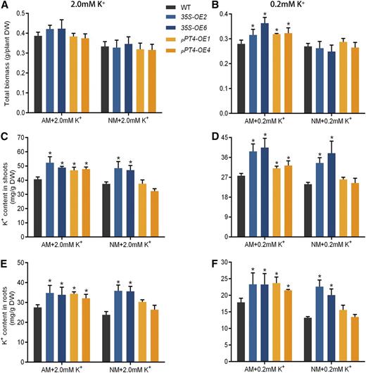 Effects of the overexpression of SlHAK10 on tomato growth and K+ acquisition under a sand-based pot culture condition. For 35S-OE, SlHAK10 was overexpressed under the control of the constitutive CaMV35S promoter; for pPT4-OE, SlHAK10 was overexpressed under the control of the mycorrhiza-specific Pi transporter promoter pSmPT4. Two-week-old seedlings were grown in sand-based pot culture for AM fungal inoculation for 5 weeks. The plants were treated with either high-K+ (2 mm K+) or low-K+ (0.2 mm K+) solution. AM, Mycorrhizal plants; DW, dry weight; NM, nonmycorrhizal plants. A and B, Total biomass. C and D, K+ concentration in shoots. E and F, K+ concentration in roots. Error bars indicate se (n = 5). The asterisks indicate significant differences (P < 0.05).