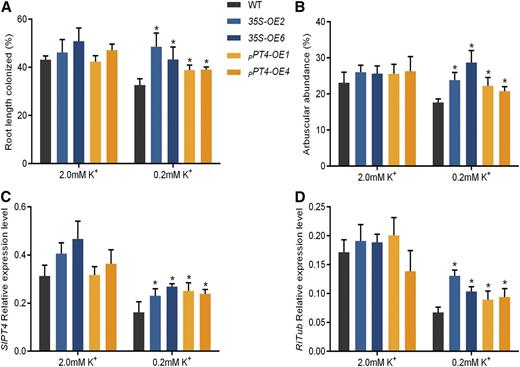 Effects of overexpression of SlHAK10 on AM colonization efficiency under a sand-based pot culture condition. Two-week-old seedlings were grown in sand-based pot culture for AM fungal inoculation. The plants were treated with either high-K+ (2 mm K+) or low-K+ (0.2 mm K+) solution. A and B, The total root length colonization (A) and arbuscule abundance (B) in the mycorrhizal roots of wild-type (WT) and SlHAK10-overexpressing plants were assessed at 5 weeks postinoculation. C and D, The transcript levels of two AM-related marker genes, SlPT4 (LePT4) and RiTub from tomato and R. irregularis, respectively. Error bars indicate se (n = 5). The asterisks indicate significant differences (P < 0.05).
