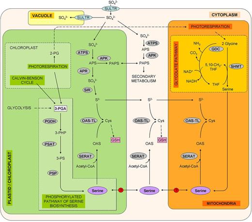 Schematic representation of the possible contribution of the glycolate and Phosphorylated Pathways of Ser Biosynthesis (PPSB) to the sulfur metabolism. Enzymes and transporters are highlighted in gray and blue, respectively. Glycolate pathway: GDC, Gly decarboxylase; SHMT, Ser hydroxymethyl transferase. Sulfate assimilation: APK, APS kinase; ATPS, ATP sulfurylase; SIR, sulfite reductase; SULTR, sulfate transporter. Metabolites: 2-PG, 2-phosphoglycolate; 3-PHP, 3-phosphohydroxypyruvate; 3-PS, 3-phospho-Ser; 5,10-CH2-THF, 5.10-methylene-tetrahydrofolate; APS, adenosine 5′-phosphosulfate; Cys, Cysteine; PAPS, 3′-phosphoadenosine 5′-phosphosulfate; THF, tetrahydrofolate.