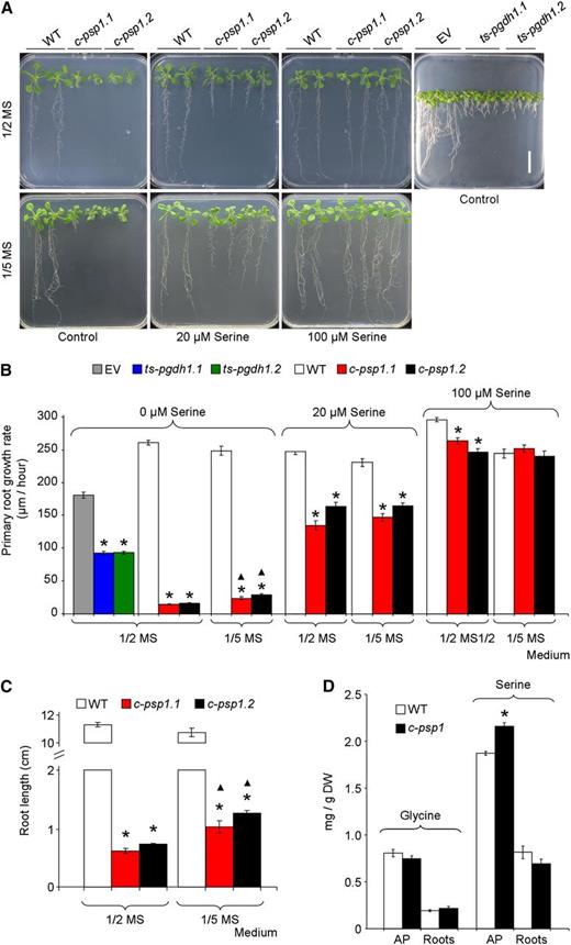 Phenotype of PPSB-deficient lines in different growth media. A, Picture of c-psp1 (c-psp1.1 and c-psp1.2), ts-pgdh1 (ts-pgdh1.1 and ts-pgdh1.2), and control representative individuals grown in 1/2 MS or 1/5 MS plates supplemented with 0, 20 and 100 µM Ser. B, Primary root growth rate from seedlings grown on 1/2 MS or 1/5 MS plates supplemented with l-Ser as indicated in (A). C, Root length of 18-d-old c-psp1 grown on 1/2 MS or 1/5 MS plates. D, Gly and Ser contents in c-psp1 AP and roots. As control lines, wild-type plants (WT) or wild type transformed with the EV were used. Values represent the means ± se. In (B) and (C), n > 30 plants; in (D), n > 3 pools of 30 plants. In (D), data presented are the mean from pools of two different transgenic events. *Significantly different to control lines; ▴Significant differences between growth media (P < 0.05, Student’s t test). Scale bar = 2 cm. DW, dry weight.