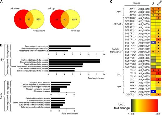 Transcriptomics profile of c-psp1 at the end of the night period. A, Venn diagrams. B, Most significantly enriched categories associated with up- and down-regulated genes in the AP (AP down and AP up) and roots (Roots down and Roots up) of c-psp1. C, Most relevant changes in the expression of c-psp1 genes related to sulfur transport and metabolism. Three biological replicates (pools of about 100 plants per replicate) were used for the analysis. Transgenic plants proceed from pools of two different transgenic events. *Significantly different to wild type (q < 0.01). The q value was calculated with edgeR in classic mode (Robinson et al., 2010) followed by Benjamini Hochberg correction (Benjamini and Hochberg, 1995). AP, aerial parts; APK, APS kinase; GGCT, γ-glutamyl cyclotransferase; LSU, genes belonging to the response to Low SUlfate family.
