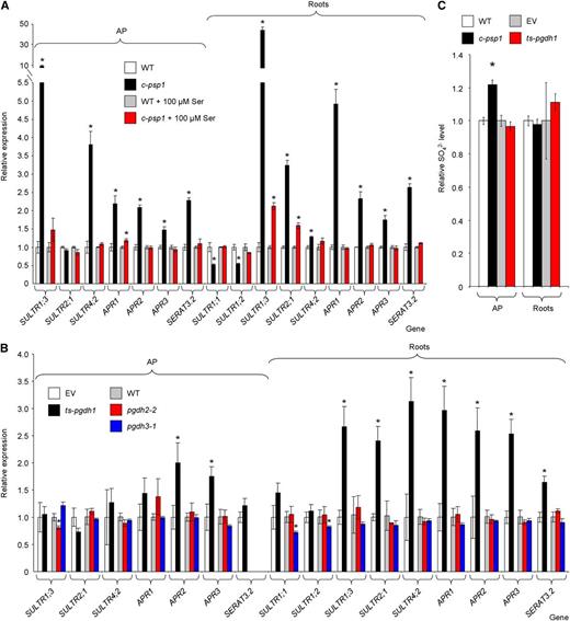 Expression of sulfur metabolism-related genes in PPSB-deficient lines during the daytime. A, qRT-PCR expression analysis in c-psp1 in the presence or absence of added l-Ser. B, qRT-PCR expression analysis in PGDH family deficient lines (ts-pgdh1, pgdh2-2, and pgdh3-1). C, Sulfate content in AP and roots of c-psp1 and ts-pgdh1. Data for c-psp1, pgdh2-2, and pgdh3-1 are relative values normalized to the mean calculated for wild-type plants (WT). Data for ts-pgdh1 lines were normalized to the values of the wild type transformed with the EV. Samples were collected in the middle of the light period. Values represent the means ± se; n > 3 pools of 30 plants. Both c-psp1 and ts-pgdh1 material proceeded from pools of two different transgenic events. *Significantly different to control lines (P < 0.05, Student’s t test).