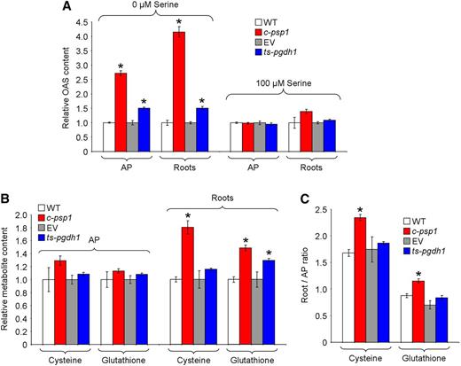 Altering expression of PPSB genes affects sulfur metabolism in the light. A, OAS relative contents in c-psp1 and ts-pgdh1 AP and roots as compared with control wild-type plants (WT) or wild type transformed with the EV. B, Relative Cysteine (Cys) and glutathione steady-state contents. C, Cys and glutathione distribution between roots and AP. Samples were collected in the middle of the light period. Values represent the means ± se; n > 5 pools of 30 plants. Transgenic material proceeded from pools of two different transgenic events. *Significantly different to control line (P < 0.05, Student’s t test).