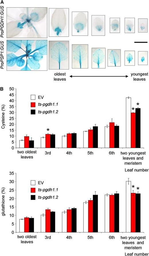 PGDH1 and PSP1 expression, and thiol distribution in leaves in different developmental stages. A, GUS activity in young rosette leaves expressing either the ProPGDH1:GUS or ProPSP1:GUS. B, Thiol distribution in leaves of different developmental stages. Data presented are means ± se (n = 5). *Significantly different to control EV (P < 0.05, Student’s t test). Scale bar = 1 cm.