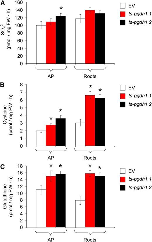 Thiol fluxes are altered in ts-pgdh1 lines. SO4 2− (A), Cysteine (Cys; B), and glutathione incorporation (C) in AP and roots of two ts-pgdh1 lines (ts-pgdh1.1 and ts-pgdh1.2) as compared with control wild type transformed with the EV. The total contents were determined by flux analysis using 35S as a tracer. Plants were incubated for 4 h in medium supplemented with 35SO4 2−, and the distribution of 35S was analyzed. Data presented are means ± se (n = 5). *Significantly different to control EV (P < 0.05, Student’s t test).