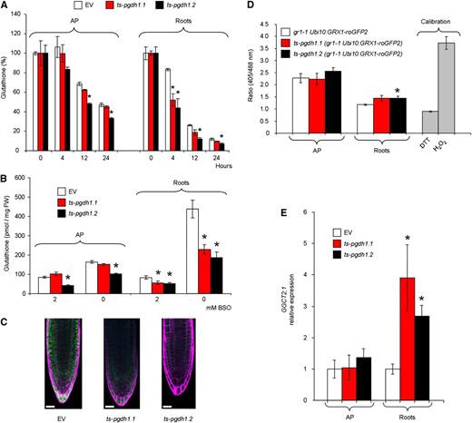 Glutathione turnover is affected in ts-pgdh1 lines. A, Time course analysis of glutathione content in AP and roots of two ts-pgdh1 lines (ts-pgdh1.1 and ts-pgdh1.2) grown in the presence of 2 mm BSO. B, Glutathione content of plants grown in medium containing 2 mm BSO and retransferred for 24 h to BSO-free or BSO-containing medium. C, In vivo staining with monochlorobimane of glutathione in roots of plants grown in BSO (2 mM) and retransferred for 24 h to BSO-free medium. Scale bar = 20 µM. D, Ratiometric fluorescence measurements of GRX1-roGFP2 redox state in a glutathione reductase 1 background mutant (gr1.1 Ubi10:GRX1-roGFP2) in which PGDH1 was silenced (ts-pgdh1.1 Ubi10:GRX1-roGFP2, ts-pgdh1.2 gr1.1 Ubi10:GRX1-roGFP2). E, Expression of GGCT2;1 in AP and roots of ts-pgdh1 lines. Data presented are means ± se; n = 5. *Significantly different to control EV (P < 0.05, Student’s t test).