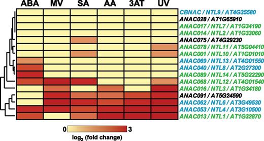 Stress-induced expression of transmembrane domain-containing ANAC TFs. The expression of 16 ANAC TFs with a transmembrane motif (Liang et al., 2015) was quantified by RNA-seq in six stress experiments including treatment by spraying with ABA, MV, salicylic acid (SA), antimycin A (AA), or 3-amino-1,2,4-triazole (3AT) and after exposure to UV light. Four ANACs, including ANAC017, show no transcriptional response to these stress treatments, while all others show induction for at least one of the treatments. Fold change values in gene expression compared with control plants sprayed with water or untreated for UV are indicated in the heat map. ANAC protein localization to the ER membrane is indicated by green letters, while ambiguous localization to the plasma membrane or ER (Liang et al., 2015) is indicated by blue letters and unknown localization by black letters.