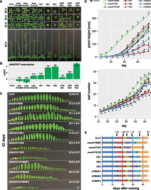 Altering ANAC017 expression levels affects development, with overexpression leading to growth retardation. Phenotypic analysis is shown for ANAC017 overexpression (OE, full-length ANAC017; ƊTMOE, ANAC017 lacking the transmembrane domain) and mutant lines grown on soil in a 14-h-light/10-h-dark cycle. A, At least 17 plants per genotype were used for analysis, and representative images at different time points are shown. Bars = 1 cm. B, Expression levels of ANAC017 determined by reverse transcription quantitative PCR (RT-qPCR) in the different genotypes correlate with their growth. Values shown are means ± se determined for three independents plants, with leaves 5, 6, and 7 pooled for each replicate. C, Leaf numbers and phenotypes for analyzed genotypes. Values give leaf numbers ± se at the time of bolting. Bar = 1 cm. D, Plant height and leaf numbers of analyzed genotypes. Asterisks indicate statistically significant differences from the wild-type Columbia-0 (Col-0). E, Growth stage progression in the 10 analyzed genotypes according to Boyes et al. (2001): 1.04 (four rosette leaves > 1 mm in length), 1.08 (eight rosette leaves > 1 mm in length), 1.10 (10 rosette leaves > 1 mm in length), 5.1 (first flower buds visible), and 6.0 (first flower opened). In all parts except B, the mean ± se of 17 plants is given, and asterisks indicate statistically significant differences (P < 0.05, Student’s t test) from the wild type.