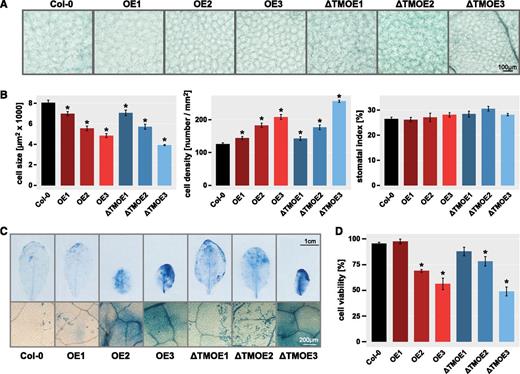 Altering ANAC017 expression levels affects epidermal cell size and cell viability. A, Representative microscopy images of leaf epidermal cells from 6-week-old plants of ANAC017 overexpression lines (OE, full-length ANAC017; ƊTMOE, ANAC017 lacking the transmembrane domain) and the wild type (Col-0). Bar = 100 µm. B, The epidermal cell size, epidermal cell density, and stomatal index were quantified from microscopy images as shown in A. Asterisks indicate statistically significant differences from the wild-type Col-0. C, The rosette leaves of 6-week-old plants stained with Trypan Blue for cell viability. Bars = 1 cm (top) and 200 µm (bottom). D, Cell viability was quantified by determining staining intensity as an indicator of cell death across the whole leaf area using ImageJ software (https://imagej.nih.gov/ij/). For all parameters, leaves 5, 6, and 7 from at least three plants for each genotype were analyzed, and means ± se are shown. Asterisks indicate statistically significant differences from the wild-type Col-0 (P < 0.05, Student’s t test).