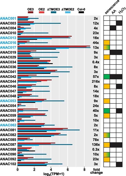 Expression levels of ANAC TFs in ANAC017-overexpressing plants. Transcript levels of ANAC TFs are shown with membrane- or ER-localized ANACs highlighted in blue. Expression is given as log2(TPM+1), where TPM represents transcripts per million, with fold change of ANAC017ƊTMOE3 relative to the wild type also given (Supplemental Table S9). At right, positive and negative regulators of leaf senescence (Kim et al., 2016) are indicated as orange and green squares, respectively. Three ANACs with a developmental stage-dependent role in positive and negative promotion of senescence (ANAC017, ANAC082, and ANAC090; Kim et al., 2018) are represented by squares with yellow-green gradients. ANACs directly regulated by ANAC017 under antimycin A (AA) or H2O2 treatment, as reported previously (Ng et al., 2013), are also indicated by black squares.