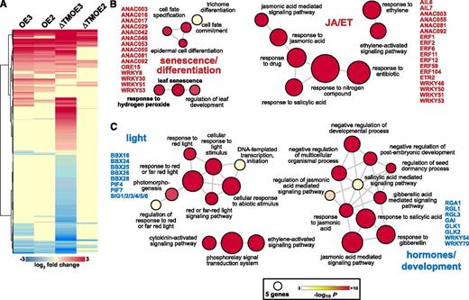 Differentially expressed TFs in ANAC017 overexpression lines are related to senescence, hormone, and light signaling. A, Heat map representing the 576 TFs differentially expressed in ANAC017-overexpressing lines after hierarchical clustering. B and C, GO term enrichment analysis for up-regulated (B) and down-regulated (C) TFs. The size of the circles reflects the number of genes in each GO term, and the fill color reflects the corresponding P value for enrichment after Bonferroni correction. ET, Ethylene; JA, jasmonic acid.