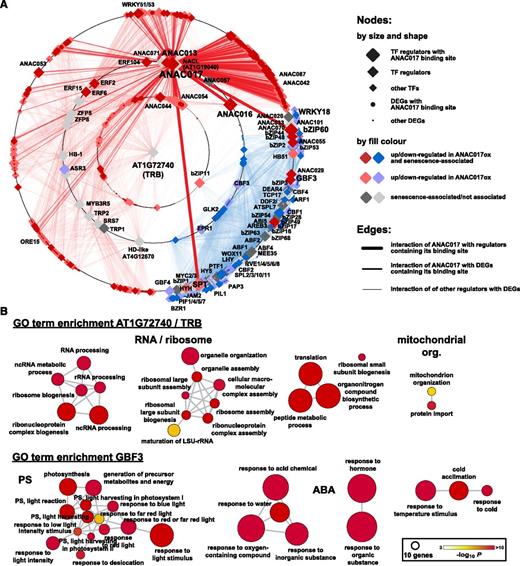 A GRN for DEGs in ANAC017 overexpression lines. A GRN was generated using the 2,336 DEGs shared in at least two overexpression lines (Fig. 5) as input for the TF2Network tool (Kulkarni et al., 2018). A, The radial layout reduces the GRN (Supplemental Tables S11 and S12) to a tree-like structure with a root node in the center and child nodes of the tree structure placed on the concentric circles depending on their shared interconnections. ANAC017 is located on an intermediary circle, indicating interactions with different hierarchical levels. It has a high number of connections with a cluster of senescence-related DEGs (dark red color), which includes ANAC042 and ANAC087. The single myb histone/telomere repeat-binding (TRB) protein AT1G72740 was identified as the root node with the highest number of interactions with 430 up-regulated genes, while GBF3 had the highest number (530) of edge connections with down-regulated genes. The different shapes of nodes indicate the different functions of genes in the GRN. TFs are indicated as diamonds, with decreasing sizes for GRN regulators having ANAC017-binding sites, other GRN regulators, and other differentially expressed TFs, respectively. DEGs with ANAC017-binding sites and other DEGs are represented by large and small dots, respectively. Colors indicate differential expression in the ANAC017 overexpression lines (red, up-regulated; blue, down-regulated; gray, no change), and their shading indicates if genes have been attributed with a function in senescence (dark, senescence associated; light, no senescence association). For edges, the stroke weight indicates interactions of ANAC017 with GRN regulators containing its binding site (thick), with DEGs containing its binding site (medium), and the interactions of other GRN regulators with DEGs (thin). The color of the edges indicates interaction with up- or down-regulated genes (red and blue, respectively). B, Analysis of AT1G72740 target genes identifies enriched GO terms (P < 0.001 after Bonferroni correction) related to organelle/mitochondrial organization, RNA/ribosome processing, and translation, indicating a role in the regulation of growth involving organellar function. For GBF3, the GO term enrichment analysis identified GO terms related to photosynthesis (PS) and ABA signaling.