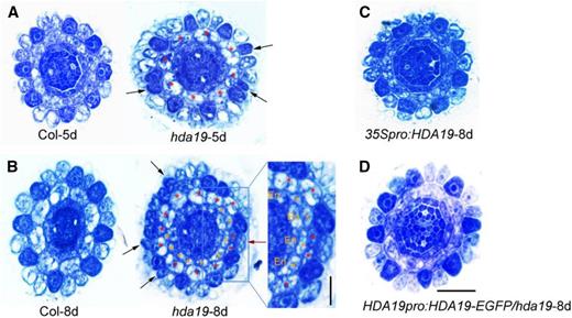 The hda19 mutant has defects in root epidermal cell and ground tissue patterning. Cross-section images show Toluidine Blue-stained root tips of wild-type Columbia (Col) and hda19 mutant at 5 and 8 d old (A and B, respectively), 35Spro:HDA19 (overexpression line) at 8 d old (C), and HDA19pro:HDA19-EGF/hda19 (complementation line) at 8 d old (D). Black arrows indicate darkly stained hair cells (H cells) at N positions, and the red arrow indicates lightly stained nonhair cells (N cells) at H positions. Red asterisks indicate the original cortical cells, and orange asterisks indicate the additional cortical layer. En, Endodermis. Bar in the inset of B = 10 μm; bar in D = 20 μm and applies for all other micrographs.