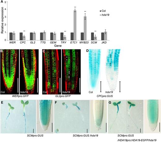 HDA19 affects the expression of root epidermal patterning genes. A, Expression levels of genes in 8-d-old root tips of hda19 determined via RT-qPCR. The values are shown as means ± sd (**, P < 0.01, Student’s t test). At least three biological repeats were carried out. B and C, Confocal microscopy images of the root tip (epidermal view) of WERpro:GFP (B) and GL2pro:GFP (C) expression pattern in wild-type and hda19 backgrounds. Asterisks indicate non-GL2-expressing cells in the continuous GL2-expressing files in hda19. Bars = 100 μm. D, CPCpro:GUS expression in 5-d-old root tip in wild-type and hda19 backgrounds. Asterisks indicate ectopic CPC-expressing cells in the continuous non-CPC-expressing files in hda19. Bars = 100 μm. E to G, SCMpro:GUS expression in 5-d-old seedlings (left) and root tip (right) in wild-type (E), hda19 (F), and HDA19pro:HDA19-EGFP/hda19 (G) backgrounds. Bars at left = 1 mm and bars at right = 100 μm.
