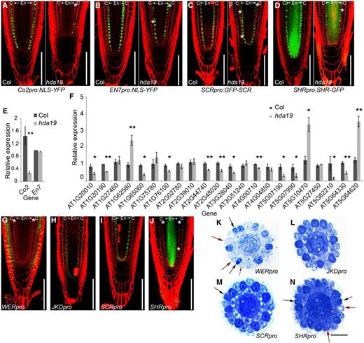 HDA19 affects root cortex gene expression and regulates proper epidermal differentiation though its action in the ground tissue. A to D, Confocal microscopy images of YFP or GFP signal in root tips of 8-d-old seedlings. White asterisks indicate the additional middle layer of the ground tissue. C, Cortex; En, endodermis. Bars = 100 μm. E, Expression levels of Co2 and En7 genes in 8-d-old root tips of hda19 determined via RT-qPCR. F, Expression levels of selected cortex-specific expression genes in 5-d-old root tips of hda19 determined via RT-qPCR. Error bars represent sd from three biological replicates (*, P < 0.05 and **, P < 0.01, Student’s t test). G to J, Confocal microscopy images of HDA19-EGFP 8-d-old root tip expression driven by tissue-specific promoters in hda19. White asterisks indicate the additional layer of ground tissue. Bars = 100 μm. K to N, Cross sections of Toluidine Blue-stained root tips of 8-d-old seedlings of HDA19-EGFP driven by tissue-specific promoters in hda19. Black arrows indicate the darkly stained hair cells (H cells) at N positions, and red arrows indicate the lightly stained nonhair cells (N cells) at H positions. Orange asterisks indicate the additional layer of ground tissue. Bar = 20 μm.