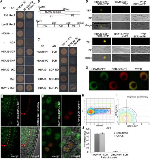 HDA19 interacts with SCR. A, Yeast two-hybrid analysis of protein interactions between HDA19 and some proteins important to ground tissue development. B, Molecular structures of HDA19 protein and SCR protein and their fragments used in the yeast two-hybrid assay. aa, Amino acids. C, Yeast two-hybrid analysis of the interaction between fragments of HDA19 and SCR protein and between HDA19 protein and fragments of SCR, respectively. D, BiFC assay of HDA19 and SCR protein interaction in onion (Allium cepa) epidermis as the living cell. BF, Bright field; cYFP, C terminus of YFP; nYFP, N terminus of YFP. Bars = 50 μm. E, Confocal images of longitudinal root sections in HDA19pro:HDA19-GFP and SCRpro:SCR-mCherry line. Scale bar = 25 μm. F, Confocal images of CEI/CEID cells in HDA19pro:HDA19-GFP and SCRpro:SCR-mCherry line. Scale bar = 5 μm. G, Confocal images of HDA19-GFP/SCR-mCherry nuclei used for cross number and brightness analysis. Scale bar = 5 μm. H, Brightness versus intensity plot for HDA19pro:HDA19-GFP in the meristem. The red and green boxes represent the HDA19-GFP monomer and homodimer, respectively. I, Stoichiometry histogram from cross number and brightness analysis of HDA19pro:HDA19-GFP and SCRpro:SCR-mCherry. J, Average percentages of 1:1 and 2:1 HDA19-GFP and SCR-mCherry interactions in endodermis and QC/CEI cells. Error bars represent sd (n = 5).