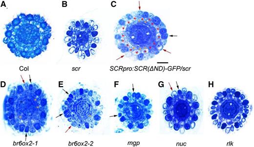 Mutant alleles of scr, SCRƊND, and its target genes have defects in root epidermal cells and ground tissue patterning. Cross-section images show Toluidine Blue-stained root tips of 8-d-old seedlings in the wild type (A), scr-3 (B), SCRpro:SCR(∆ND)-GFP/scr-4 (C), br6ox2-1 (D), br6ox2-2 (E), mgp (F), nuc (G), and rlk (H). Black arrows indicate the darkly stained hair cells (H cells) at N positions, and red arrows indicate the lightly stained nonhair cells (N cells) at H positions. Red asterisks indicate the original cortical cells, and orange asterisks indicate the additional cortical layer. Bar in C = 20 μm and applies to all other micrographs.