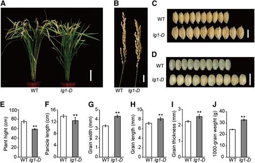 Phenotypic characterization of the lg1-D mutant. A, Wild-type (WT) and lg1-D mutant plants at the mature stage. Bar = 10 cm. B, Panicles of the wild type and lg1-D mutant. Bar = 1.5 cm. C, Grains of the wild type and lg1-D mutant. Bar = 5 mm. D, Brown rice of the wild type and lg1-D mutant. Bar = 5 mm. E to J, Comparisons of plant height (E), panicle length (F), grain width (G), grain length (H), grain thickness (I), and 1,000-grain weight (J) of the wild type and lg1-D mutant. All data are means ± sd (n = 20 in E–I and n = 3 in J). **, P < 0.01, determined by Student’s t test.