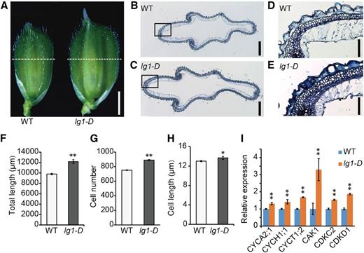 The lg1-D mutation affected grain size by increased cell proliferation. A, Spikelets of the wild type (WT) and lg1-D mutant prior to flowering. Dotted white lines indicate sites of cross sections in B and C. B and C, Cross sections of wild-type (B) and lg1-D mutant (C) spikelet hulls. Bars = 500 μm. D and E, Magnified images of the boxed areas in B and C, respectively. Bars = 50 μm. F to H, Comparison of total length (F) and cell number (G) of the spikelet hull and average length of each cell (H) in the outer parenchyma layer. All data are means ± sd (n = 10). **, P < 0.01 and *, P < 0.05, determined by Student’s t test. I, Transcript levels of cell cycle-related genes in 0.5-cm young panicles of lg1-D relative to the wild type. The rice Ubiquitin gene was used as an internal control. Data are means ± sd (n = 3). **, P < 0.01, determined by Student’s t test.