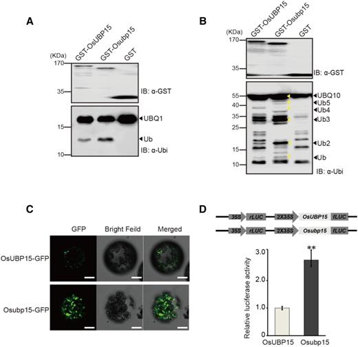 Characterization of OsUBP15 and Osubp15 proteins. A and B, Both OsUBP15 and Osubp15 cleaved substrates UBQ1 (A) and UBQ10 (B). Fused protein GST-OsUBP15 (lane 1A and B), GST-Osubp15 (lane 2A and B), and GST vector (lane 3A and B) were coexpressed with His-UBQ1 (A) and His-UBQ10 (B) in E. coli. IB, Immunoblot; Ub, ubiquitin. C, Fluorescence microscopy of OsUBP15-GFP and Osubp15-GFP in the N. benthamiana protoplasts that were isolated from the leaves at 3 d post agroinfiltration. Bars = 10 μm. D, Relative luciferase activity analysis of OsUBP15-LUC and Osubp15-LUC in wild-type rice protoplasts. OsUBP15 and Osubp15 were separately fused with firefly luciferase (fLUC) protein driven by 2×35S promoter; renilla luciferase (rLUC) was the reference protein. Data are presented as means ± sd (n = 3). **, P < 0.01.