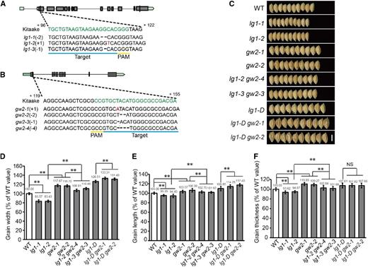 LG1 was not independent of GW2 in regulating grain size in rice. A, Diagram of the CRISPR target fragment (in green) in the first exon of LG1 and three lg1 alleles. The position of the protospacer adjacent motif sequence is underlined (in yellow). Plus and minus signs indicate base insertion (in red) and deletion (by hyphen), respectively, relative to Kitaake. Gray box denotes coding sequence of LG1, and green box is the untranslated region. B, Diagram of the CRISPR target fragment (in green) in the first exon of GW2 and three gw2 alleles detected. The position of the PAM sequence is underlined (in yellow). Plus and minus signs indicate base insertion (in red) and deletion (by hyphen), respectively, relative to Kitaake. Gray box denotes coding sequence of GW2, and green box is the untranslated region. C, Grains of the wild type (WT), lg1, gw2, lg1 gw2, lg1-D, and lg1-D gw2. Bar = 0.5 cm. D to F, Comparison of grain width (D), grain length (E), and grain thickness (F) of the wild type, lg1, gw2, lg1 gw2, lg1-D, and lg1-D gw2. All data are means ± sd (n = 20). **, P < 0.01; and NS, no significance, determined by Student’s t test.