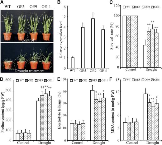 TaBZR2-overexpressing wheat plants exhibit improved drought tolerance. A, Phenotypes of TaBZR2-overexpressing (OE5, OE9, and OE11) and wild-type wheat plants under well-watered and drought conditions. B, RT-qPCR analysis of TaBZR2 gene expression in TaBZR2-overexpressing and wild-type plants. The expression of β-actin was analyzed as an internal control. Each data point is the mean (±se) of three experiments. C, Survival rate of the control and water-stressed plants (without irrigation for 21 d). D, Pro content in seedlings under normal and drought conditions. E, Electrolyte leakage in seedlings under normal and drought conditions. F, MDA content in seedlings under normal and drought conditions. Each data point is the mean (±se) of three experiments (10 seedlings per experiment). The asterisks indicate significant differences between TaBZR2-overexpressing and wild-type wheat plants (Student’s t test, *P < 0.05 and **P < 0.01). WT, wild type.