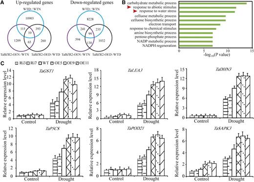 Analysis of the expression levels of TaBZR2 downstream genes. A, Venn diagrams comparing the up- and downregulated genes between wild-type plants under normal and drought conditions (WTN and WTD), and TaBZR2-overexpressing and wild-type plants under normal (TaBZR2-OEN/WTN) and drought conditions (TaBZR2-OED/WTD). B, Functional categorization analysis of candidate TaBZR2 target genes in biological process under drought conditions. C, The expression levels of drought-responsive genes in TaBZR2-overexpressing, TaBZR2-RNAi, and wild-type wheat plants. Two-week–old wheat seedlings treated with 15% (w/v) PEG 6000 for 6 h were used for RNA isolation. Transcript levels were quantified by RT-qPCR assays, and the expression of β-actin was used as an internal control. Each data point is the mean (±se) of three experiments (10 seedlings per experiment). WT, wild type.
