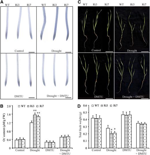 TaBZR2 functions positively in scavenging drought-induced O2 −. A, NBT staining in primary root tips of TaBZR2-RNAi and wild-type wheat plants grown in half-strength Hoagland’s liquid medium, medium containing 15% (w/v) PEG 6000, medium containing 1 mm of DMTU, or medium containing 15% (w/v) PEG 6000 + 1 mm of DMTU for 72 h. The strength of color shows the concentration of O2 − in the root tips. Scale bar = 1 mm. B, Measurements of the O2 − contents of TaBZR2-RNAi and wild-type wheat plants grown in half-strength Hoagland’s liquid medium, medium containing 15% (w/v) PEG 6000, medium containing 1 mm of DMTU, or medium containing 15% (w/v) PEG 6000 + 1 mm of DMTU for 72 h. Each data point is the mean (±se) of six biological replicates. The asterisks indicate significant differences between TaBZR2-RNAi and wild-type wheat plants (Student’s t test, **P < 0.01). C, Phenotypes of TaBZR2-RNAi and wild-type wheat plants grown in half-strength Hoagland’s liquid medium, medium containing 15% PEG 6000, medium containing 1 mm of DMTU, or medium containing 15% (w/v) PEG 6000 + 1 mm of DMTU. Scale bar = 2 cm. D, Measurement of the total fresh weight of TaBZR2-RNAi and wild-type wheat plants grown in half-strength Hoagland’s liquid medium, medium containing 15% (w/v) PEG 6000, medium containing 1 mm of DMTU, or medium containing 15% (w/v) PEG 6000 + 1 mm of DMTU. Each data point is the mean (±se) of six biological replicates. The asterisks indicate significant differences between TaBZR2-RNAi and wild-type wheat plants (Student’s t test, *P < 0.05). WT, wild type.