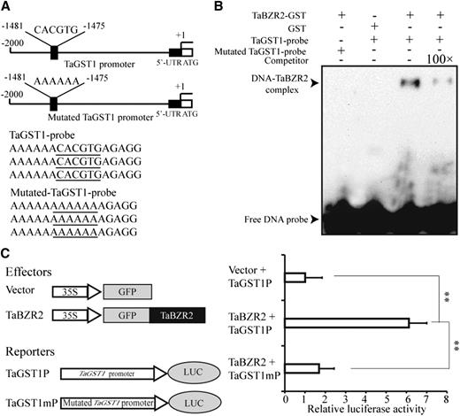 TaBZR2 directly regulates the expression of TaGST1. A, The diagram shows the structure of the TaGST1 promoter. The sequences represent TaGST1 probe sequences. The underlined sequences indicated the core elements or mutated core elements in the TaGST1 probe. B, EMSA of TaBZR2 binding to the promoter of TaGST1. Biotin-labeled TaGST1 probes (normal and mutated) were incubated with GST or GST-TaBZR2 protein. 100× competitor fragments were added to analyze the specificity of binding. C, TaBZR2 increases TaGST1 promoter activity in wheat protoplasts. TaBZR2 was cotransfected with either TaGST1 promoter or mutated TaGST1 promoter. The LUC to REN ratio is shown and indicates the activity of the transcription factors on the expression level of the promoters. Each data point is the mean (±se) of 10 biological replicates (**P < 0.01; Student’s t test).