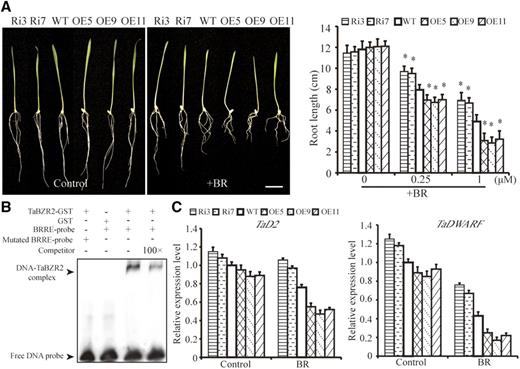 TaBZR2 is a positive regulator in the BR signaling pathway. A, Phenotypes of TaBZR2-overexpressing (OE5, OE9, and OE11), TaBZR2-RNAi (Ri3 and Ri7), and wild-type wheat plants grown in half-strength Hoagland’s liquid medium or medium containing 1 μm of BR. Scale bar = 2 cm. Root length of TaBZR2-overexpressing, TaBZR2-RNAi, and wild-type wheat plants grown on half-strength Hoagland’s medium that contained different concentrations of BR (0, 0.25, or 1 μm) in the light for 7 d. Each data point is the mean (±se) of three experiments (20 seedlings per experiment). The asterisks indicate significant differences between TaBZR2 transgenic (TaBZR2-overexpressing lines and TaBZR2-RNAi lines) and wild-type plants (Student’s t test, *P < 0.05). B, EMSA of TaBZR2 binding to the BRREs in the promoter of TaD2. Biotin-labeled BRRE probes (normal and mutated) were incubated with GST or GST-TaBZR2 protein. 100× competitor fragments were added to analyze the specificity of binding. C, The expression levels of BR biosynthetic genes in TaBZR2 transgenic (TaBZR2-overexpressing lines and TaBZR2-RNAi lines) and wild-type plants. The expression of β-actin was used as an internal control. Each data point is the mean (±se) of three experiments (10 seedlings per experiment). WT, wild type.