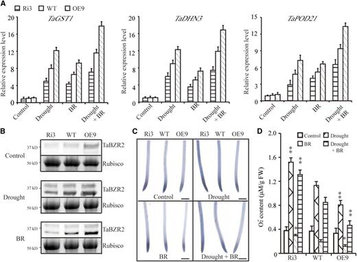 TaBZR2 regulates wheat drought tolerance through the BR-dependent pathway. A, The expression levels of stress-responsive genes in TaBZR2 transgenic (TaBZR2-overexpressing lines and TaBZR2-RNAi lines) and wild-type plants grown in half-strength Hoagland’s liquid medium, medium containing 15% (w/v) PEG 6000, medium containing 10 nm of BR, or medium containing 15% (w/v) PEG 6000 + 10 nm of BR for 6 h. Each data point is the mean (±se) of three experiments (10 seedlings per experiment). B, Protein level of TaBZR2 in TaBZR2-overexpressing, TaBZR2-RNAi, and wild-type wheat plants upon drought and BR treatments for 6 h. Total proteins were extracted and subjected to immunoblot analysis with anti-TaBZR2 antibodies. Rubisco was used as a loading control. C, NBT staining in primary root tip of TaBZR2-overexpressing, TaBZR2-RNAi, and wild-type wheat plants grown in half-strength Hoagland’s liquid medium, medium containing 15% (w/v) PEG 6000, medium containing 10 nm of BR, or medium containing 15% (w/v) PEG 6000 + 10 nm of BR for 72 h. The strength of color shows the concentration of O2 − in the root tips. Scale bar = 1 mm. D, Measurements of the O2 − contents of TaBZR2-overexpressing, TaBZR2-RNAi, and wild-type wheat plants grown in half-strength Hoagland’s liquid medium, medium containing 15% (w/v) PEG 6000, medium containing 10 nm of BR, or medium containing 15% (w/v) PEG 6000 + 10 nm of BR for 72 h. Each data point is the mean (±se) of six biological replicates. The asterisks indicate significant differences between TaBZR2 transgenic (TaBZR2-overexpressing lines and TaBZR2-RNAi lines) and wild-type plants (Student’s t test, **P < 0.01). WT, wild type.