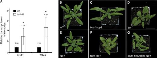 Clade I TGA transcript analysisand phenotype of tga1 tga4 double mutants. A, TGA1 and TGA4 transcript levels were measured in the internodes of wild-type (WT) and transgenic plants overexpressing BOP1 (bop1-6D) using RT-qPCR. Data are means ± sd of three biological replicates. Asterisks indicate asignificant difference compared to the wild type (Student's t test, *P < 0.01). B to G, Inactivation of TGA1 causes petiole curvature. Plants were grown under long-day conditions. Photos show a wild-type plant (B), bop1 bop2 (C), and tga1 (D) mutants, with helical growth of leaves, tga4 mutant (E), with leaves similar to wild type, tga1 tga4 double mutant (F), and bop1 bop2 tga1 tga4 quadruple mutant (G), with strong helical growth of leaves. Scale bar = 1 cm.