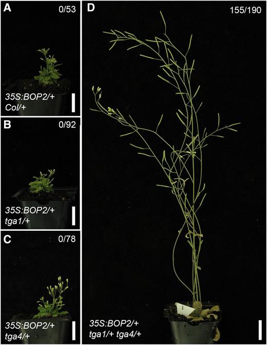 TGA1 and TGA4 are required for BOP-dependent regulation of inflorescence architecture. Plants homozygous for a 35S:BOP2 transgene were crossed to wild-type Col plants or homozygous tga1, tga4, or tga1 tga4 mutants. Representative F1 progenies are shown. The number of plants with restored stem elongation (>12 cm tall) in the population is given at the top right of images. A, 35S:BOP2/+ Col/+ control plants are dwarf. B, 35S:BOP2/+ tga1/+ plants are similar to the control plant. C, 35S:BOP2/+ tga4/+ plants are similar to the control plant. D, 35S:BOP2/+ tga1/+ tga4/+ plants show restored stem elongation. Scale bars = 2 cm.