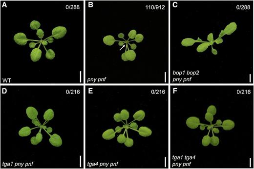Inactivation of BOP1, BOP2, TGA1, and TGA4 corrects pny pnf meristem arrest. Shown are 25-d-old plants grown under short-day conditions. The number of plants showing a meristem arrest is indicated at the top right of each image. A, A wild-type plant. B, A pny pnf mutant with an arrested SAM (the arrow indicates no new leaf growth). C to E, No meristem arrest is observed in bop1 bop2 pny pnf (C), tga1 pny pnf (D), tga4 pny pnf (E), and tga1 tga4 pny pnf (F) mutants. Scale bars = 5 mm.