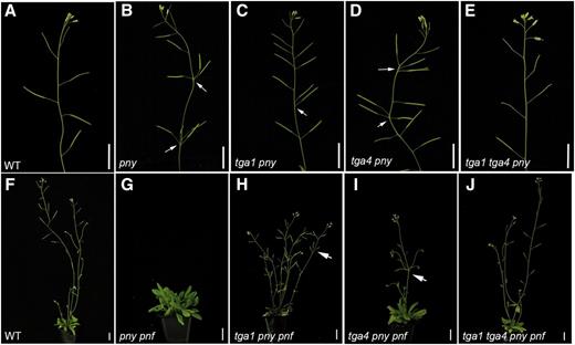 Inactivation of TGA1 and/or TGA4 corrects pny and pny pnf defects in inflorescence architecture and flowering. Shown are 6-week-old plants grown under continuous light. A, A wild-type inflorescence apex. B, A pny mutant with clustered siliques (arrows). C, A tga1 pny mutant showing partial rescue of clustering (arrow). D, A tga4 pny mutant showing little or no rescue of clustering (arrows). E, A tga1 tga4 pny mutant showing no clusters, similar to wild typeF, A wild-type flowering plant. G, A nonflowering pny pnf mutant. H, A tga1 pny pnf mutant showing restored flowering and partial rescue of clustered siliques (arrow). I, A tga4 pny pnf mutant showing restored flowering and little or no rescue of clustered siliques (arrow). J, A tga1 tga4 pny pnf mutant showing restored flowering and no clusters, similar to wild type. Scale bars = 1.5 cm.