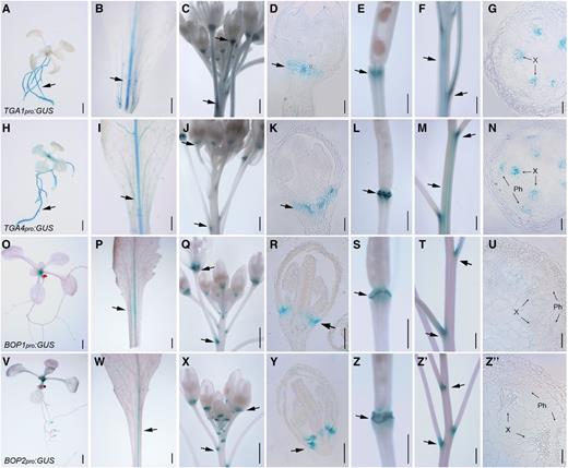 TGA1 and TGA4 expression is enriched at boundaries in the inflorescence in a pattern that overlaps with BOP1 and BOP2. Arrows denote enriched areas of expression. A to G, Shown are TGA1pro:GUS expression patterns in a 10-d-old seedling (A),rosette leaf petiole (B), inflorescence apex (C), longitudinal section of a young flower (D), abscission zone of a mature fruit (E), inflorescence stem (F), and stem cross section (G). H to N, Shown are TGA4pro:GUS expression patterns in a 10-d-old seedling (H), rosette leaf petiole (I), inflorescence apex (J), longitudinal section of a young flower (K), abscission zone of a mature fruit (L), inflorescence stem (M), and stem cross section (N). O to U, Shown are BOP1pro:GUS expression patterns in a 10-d-old seedling (O), rosette leafpetiole (P), inflorescence apex (Q), longitudinal section of a young flower (R), abscission zone of a mature fruit (S), inflorescence stem (T), and stem cross section (U). V to Z", Shown areBOP2pro:GUS expression patterns in a 10-d-old seedling (V), rosette leaf and petiole (W), inflorescence apex (X), longitudinal section of a young flower (Y), abscission zone of a mature fruit (Z), inflorescence stem (Z′), and stem cross section (Z″). X, Xylem; Ph, phloem. Scale bars = 1 mm (A–C, E, F, H– J, L, M, O–Q, S, T, V–X, Z, and Z′) and 50 µm (D, G, K, N, R, U, Y, and Z″).