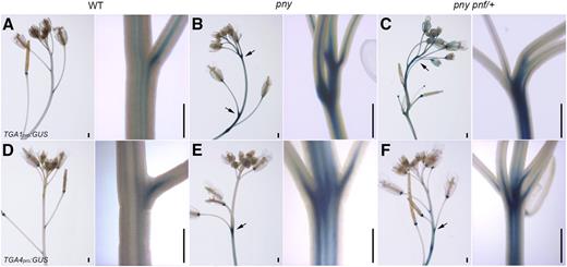 Expression pattern of TGA1 and TGA4 in wild-type and mutant inflorescences . A, TGA1pro:GUS in wild type shows expression at the base of pedicels, flowers, fruits, and stem vasculature (close-up). B and C, TGA1pro:GUS inpny (B) and pny pnf/+ (C) mutants shows strong up-regulation in the stem (arrow) concentrated at the nodes (close-ups). D, TGA4pro:GUS in wild type shows an expression pattern similar to TGA1pro:GUS (A). E and F, TGA4pro:GUS in pny (E) and pny pnf/+ (F) mutants shows strong up-regulation in the stem (arrows) concentrated at the nodes (close-ups). Scale bars = 0.5 mm.