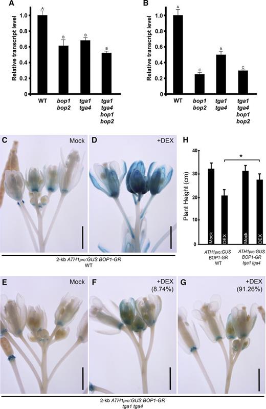 Clade I TGAs are required for BOP1 induction of ATH1 expression. A and B, ATH1 transcript levels were measured in wild type (WT) and mutants using RT-qPCR. Shown are data for 10-d-old seedlings (A) and inflorescence apices (B). Data are the means ± se from three independent experiments, with the same letter indicating no significant difference at P ≤ 0.05 (ANOVA with Duncan's posthoc test). C to G, Induction of 2-kb ATH1pro:GUS by D35S:BOP1-GR was disrupted by inactivation of TGA1 and TGA4. C and D, 2-kb ATH1pro:GUS D35S:BOP1-GR in wild-type Col-0 background. Images are representative. C, In the inflorescence apex from a mock treated plant, ATH1 expression was mainly at the base of floral organs. D, In the inflorescence apex from a 10 µm DEX-treated plant, ATH1 expression was induced in flowers, pedicels, and pedicel axils. E to G, 2-kb ATH1pro:GUS D35S:BOP1-GR in a tga1 tga4 mutant. E, In the inflorescence apex from a mock treated plant, ATH1 expression pattern was similar to that in mock Col-0 plants (C). F and G, In the inflorescence apices from 10 µm DEX-treated plants, there was intermediate induction (F; 8.74% of apices) and weak induction (G; 91.26% of apices) compared to DEX-treated Col-0 plants (n = 87 for wild type; n = 183 for tga1 tga4). Scale bars = 1 mm. H, Measurement of plant height for DEX-induced plants (n = 18 for wild-type background plants; n > 36 for tga1 tga4 background plants). Data are means ± sd. Asterisk, significant difference between DEX-treated wild-type and tga1 tga4 background plants (Student’s t test, *P < 0.01).