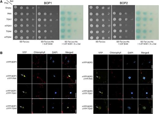 Biochemical evidence of BOP1 and BOP2 interaction with TGA1 and TGA4 is shown. A, Pairwise yeast two-hybrid assays showing BOP1 and BOP2 interaction with wild-type and Cys mutant forms of TGA1 and TGA4. BOP1 and BOP2 baits were fused to the DNA-binding domain of yeast GAL4. TGA preys were fused to the transcriptional activation domain of yeast GAL4. Plasmid constructs were cotransformed into yeast AH109 strain before serial dilutions (10−1, 10−2, 10−3, 10−4) were plated onto SD/−Trp/−Leu medium with or without His + 8 mm 3-AT. Growth on SD/−Trp/−Leu/−His/+3-AT above background confirms a protein-protein interaction. Dilutions were spotted in replicate onto SD/−Trp/−Leu/−His/+3-AT medium supplemented with 20 mg L−1 X-α-gal for assessment of α-galactosidase reporter activity. Photos on SD/−Trp/−Leu were taken 2 d after plating. Photos on SD/−Trp/−Leu/–His/+3-AT with or without X-α-gal were taken after 3 d. For all assays, interaction with PAN was used as a positive control and an empty prey vector was used as a negative control. B, BOP1 and BOP2 interaction with TGA1 and TGA4 in nuclei of transiently transformed N. benthamiana leaves. BiFC was used to examine BOP1 and BOP2 interactions with TGA1 and TGA4 in planta. The N terminus of YFP (nYFP) was fused in frame at the N terminus BOP1 or BOP2. The C terminus of YFP (cYFP) was fused in frame at the N terminus of PAN, TGA1, or TGA4. Pairs of constructs were transiently expressed in N. benthamiana leaves. Reconstitution of YFP fluorescence was examined by confocal microscopy 4 d after infiltration. Yellow fluorescence in the nucleus was detected for BOP1 and BOP2 paired with PAN, TGA1, and TGA4 (arrows). Red fluorescence, chlorophyll a autofluorescence. Blue fluorescence, DAPI-stained nuclei. Scale bars = 20 µm.
