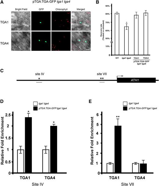 TGA1 and TGA4 bind to the same cis elements as BOP1 and BOP2 in the ATH1 promoter based on ChIP assays. A, Confocal microscope images of TGA1pro:TGA1-GFP tga1 tga4 and TGA4pro:TGA4-GFP tga1 tga4 seedlings show nuclear localization of TGA1-GFP and TGA4-GFP. B, TGA1pro:TGA1-GFP tga1 tga4 and TGA4pro:TGA4-GFP tga1 tga4 lines for ChIP are complemented for TM sensitivity. Five-day-old seedlings (n = 5 per treatment group, 5–6 replicates) were submerged in 0.5× liquid MS media with or without 0.8 µg mL−1 TM for 6 h. The fresh weight of TM- versus mock-treated seedlings after 5 d of recovery on TM-free media is shown. Data are means ± sd. Asterisk, significant difference compared to the wild type (Student’s t test, P < 0.05). C, Map of the ATH1 promoter and 5′ untranslated region. The black arrow marks the transcription start site. Predicted consensus A-box binding sites for TGA bZIP factors are marked with asterisks. ChIP-qPCR amplified fragments are underlined. D and E, ChIP-qPCR assay showing that TGA1 and TGA4 bind to the ATH1 promoter. Apices of 6-week-old plants were harvested for ChIP using anti GFP-antibody. qPCR was performed to calculate the abundance of specific regions of genomic DNA. Each ChIP-qPCR histogram indicates the mean ± se of three biological replicates, except in D, where only two biological replicates were quantified for TGA4. Enrichment values were normalized to input DNA. For each biological replicate, three technical qPCR reactions were performed. Asterisks, significant difference compared to control (Student’s t test *P < 0.05; **P < 0.01).