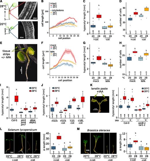 Hypocotyl cell elongation requires cotyledon-derived auxin. A, Lengths of individual cells in a consecutive hypocotyl cortex cell file were determined via confocal microscopy of propidium iodide-stained seedlings. B to D, Effects of cotyledon detachment on hypocotyl cell length (B), total hypocotyl length (C), and hypocotyl cell number in one consecutive cortex cell file (D). Seedlings were grown at 20°C for 4 d. Petioles and cotyledons were removed or seedlings were left intact prior to a shift to 28°C for an additional 3 d. E, Localized block of auxin transport by application of thin tissue strips soaked in medium with or without 100 µm NPA. F to H, Cell length (F), total hypocotyl length (G), and cell number (H) were determined, similar to A to D. I, Total hypocotyl lengths in 8-d-old auxin transport mutants. Seedlings grown at 20°C for 4 d were shifted to 28°C for an additional 4 d. J, Total hypocotyl length of intact seedlings (+cot) or with detached cotyledons (−cot) in the presence or absence of 1 µm picloram (pic) or 100 nm epi-brassinolide (eBL). Four-day-old seedlings grown at 20°C were transferred to medium containing the respective hormones and cultivated at 20°C or 28°C for an additional 3 d. K, Total hypocotyl lengths of 10-d-old seedlings with or without localized application of 1 mm IAA in lanolin paste to cotyledons. Seven-day-old seedlings grown at 20°C were treated with lanolin paste and transferred to 28°C for an additional 3 d. L and M, Temperature-induced changes in hypocotyl lengths of 11-d-old tomato (L) and cabbage (M) seedlings. Plants were initially grown for 8 d at 20°C. Cotyledons were detached or seedlings remained intact prior to the shift to 28°C for an additional 3 d. Ɗlength was calculated as the hypocotyl length on day 11 minus the length prior to shift. Experiments were performed in long-day conditions (16/8 h) under 30 µmol m−2 s−1 (E–H) or 90 µmol m−2 s−1 (A–D and I–M) white fluorescent light. Control plants in all experiments were treated similarly but were grown at 20°C for the whole time instead of shifting to 28°C. Bold lines in ribbon plots (B and F) show mean lengths of individual cells in a consecutive cortex cell file from the first cell after the root-shoot junction (1) upward to the shoot apex. The shadowed ribbon denotes the se. Box plots show medians and interquartile ranges; outliers (greater than 1.5× interquartile range) are shown as black dots. Different letters denote statistical differences at P < 0.05 as assessed by one-way ANOVA and Tukey’s HSD posthoc test.