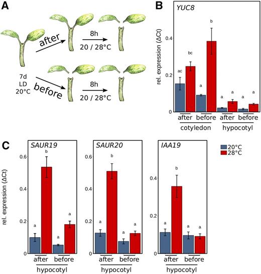 Organ-specific expression analysis of auxin-related and growth-related genes. A, Seedlings cultivated for 7 d at 20°C were transferred to 20°C or 28°C at zeitgeber time 16 (ZT16) for 8 h prior to harvesting cotyledons and hypocotyls for expression analysis. Seedlings were either dissected after or before the temperature shift, including removal of the root. B, Reverse transcription quantitative PCR (RT-qPCR) expression analysis of the auxin biosynthesis gene YUC8 was assessed for cotyledons and hypocotyls. C, Genes relevant for hypocotyl elongation (SAUR19 and SAUR20) and an auxin response gene (IAA19) were assessed in hypocotyl samples. Seedlings were grown in long-day conditions (16/8 h) under 30 µmol m−2 s−1 white fluorescent light. RT-qPCR analyses were performed on three independent biological replicates. Bar plots show mean values, and error bars denote se. Different letters denote statistical differences at P < 0.05 as assessed by one-way ANOVA and Tukey’s HSD posthoc test.