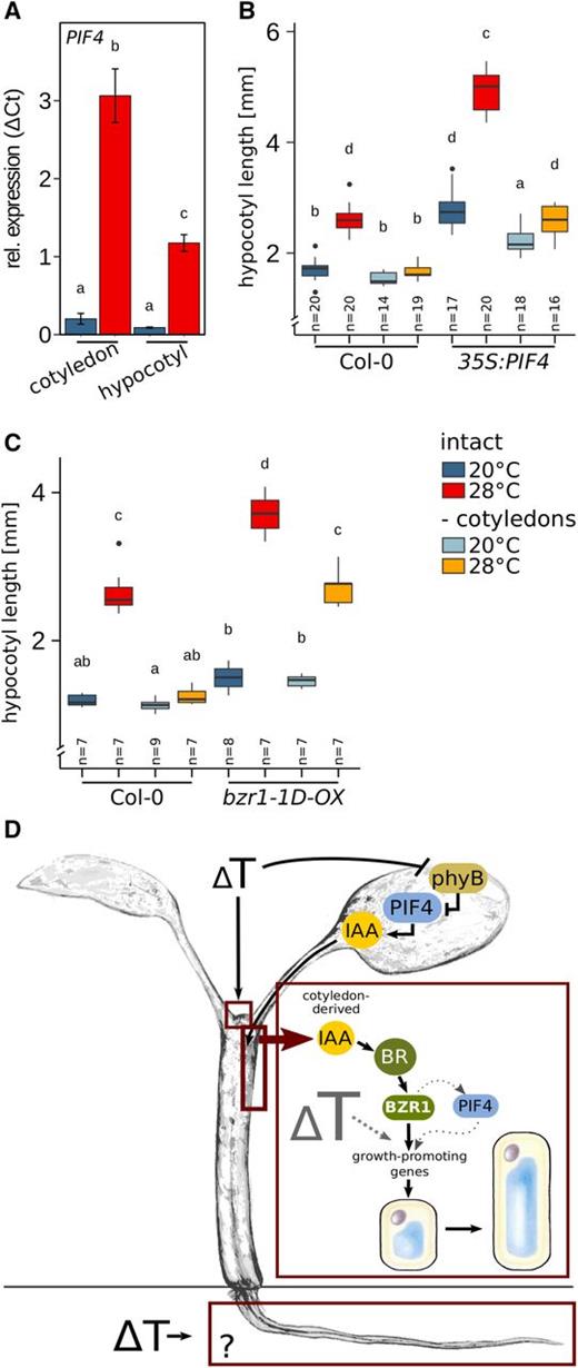 BZR1-mediated hypocotyl thermomorphogenesis requires local permissive temperature sensing. A, PIF4 RT-qPCR expression analysis in cotyledons and hypocotyls dissected after the temperature treatment. The experimental setup was as described in Figure 3. B and C, Effects of cotyledon detachment on hypocotyl length in 35S:PIF4 (B), and bzr1-1D-OX (C) seedlings. Seedlings were initially grown in long-day conditions (16/8 h) under 90 µmol m−2 s−1 white fluorescent light at 20°C for 4 d. Petioles and cotyledons were removed or seedlings were left intact prior to a shift to 28°C for an additional 3 d. Control plants were treated similarly but grown at 20°C. Box plots show medians and interquartile ranges of total organ length; outliers (greater than 1.5× interquartile range) are shown as black dots. Different letters denote statistical differences at P < 0.05 as assessed by one-way ANOVA and Tukey’s HSD posthoc test. D, Model of spatial sensing and signaling specificities in seedling thermomorphogenesis.