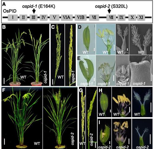 OsPID is required for stigma and style development in rice. A, Schematic presentation of OsPID and the mutations conferred by ospid-1 and ospid-2. The Roman numerals (I, II, III, IV, V, VIA, VIB, VII, VIII, IX, X, XI) represent the 12 conserved kinase domains of the OsPID protein. The black arrows refer to the locations of mutations. B, The ospid-1 plant fails to produce grains. The wild-type (WT) plant has bent panicles due to grain weight, but ospid-1 only has sterile straight panicles. C, Closeup views of the panicles of the wild type (left) and ospid-1 (right). D, A floret of the wild type with closed glume, six stamens, and two protruding and hairy stigmas on the pistil. E, The floret of ospid-1 with opened glume, more than six stamens, and bald pistil with no stigma. F, Wild-type (left) and ospid-2 (right) adult plants. Note that panicles of ospid-2 are not bent. G, Wild-type (left) and ospid-2 (right) panicles. H, Overall morphology of a wild-type floret (left), floret with glume removed (middle), and pistil (right). I, Morphology of ospid-2 flowers and floral organs. Note that the stigmas of ospid-2 are less hairy than wild-type stigmas. Bars = 10 cm in B and F, 2 cm in C and G, 1 mm in the left two images of D and E and in H and I, and 200 μm in the right two images of D and E.