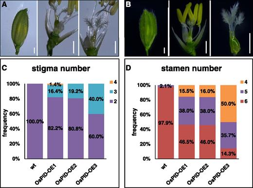 Overexpression of OsPID stimulates the formation of stigmas and represses the formation of stamens. A, Florets of ospid-1 plants complemented with an OsPID genomic fragment. A floret with palea and lemma closed (left), a floret with two stigmas (middle), and a floret with three stigmas (right) are shown. B, OsPID overexpression plants developed more than three stigmas and fewer than six stamens. C, Quantitative analysis of stigma numbers in wild-type (wt) and OsPID-overexpressing (OsPID-OE) flowers. Data shown are from three independent OsPID overexpression lines. The inset graphic markers 2, 3, and 4 refer to stigma numbers. D, Overexpression of OsPID leads to fewer stamens. The inset graphic markers 4, 5, and 6 refer to stamen numbers. Total numbers of the flowers analyzed in C and D are 47, 73, 52, and 25 for the wild type, OsPID-OE1, OsPID-OE2, and OsPID-OE3, respectively. Bars = 1 mm in A and B.