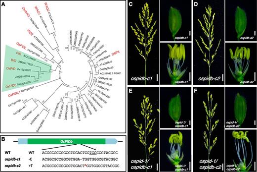 Generation of null mutants of OsPIDb and genetic interactions between ospid and ospidb. A, Phylogenetic analysis of PID and related kinases from rice, maize, and Arabidopsis. The multisequence alignment and phylogenetic tree were constructed using MEGA5. The protein sequences are shown in Supplemental Figure S1. The PID subfamily is highlighted with light green shading. PID, PID2, WAG1, WAG2, and D6PK are five homologous proteins in Arabidopsis. Bif2 is the PID ortholog in maize. OsPID, OsPIDb, OsPIDL, OsPIDL1, and OsWAG are the five closest PID homologs in rice. The numbers next to the branches refer to the percentages of replicate trees in which the associated taxa clustered together in the bootstrap test (1,000 replicates). B, Generation of two null alleles of ospidb mutants using CRISPR gene-editing technology. The target sequence and PAM site (underlined) are shown. Both ospidb-c1 and ospidb-c2 had 1-bp changes. The dash represents a C deletion, and t in red and superscript refers to a T insertion. WT, Wild type. C and D, A panicle and a floret of ospidb single mutants ospidb-c1 (C) and ospidb-c2 (D). Note that the panicle, floret, stamen, and stigma appear normal. E and F, Analysis of the double mutants ospid-1 ospidb-c1 (E) and ospid-1 ospidb-c2 (F). Both sets of double mutants are very similar to the ospid-1 single mutant. Bars = 2 cm in the left images of C to F and 1 mm in the right two images of C to F.